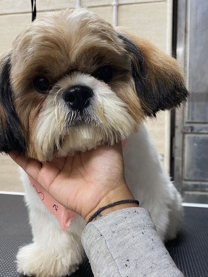 A close-up on Leo the Shih Tzu's perfectly trimmed face. It's all in the details.