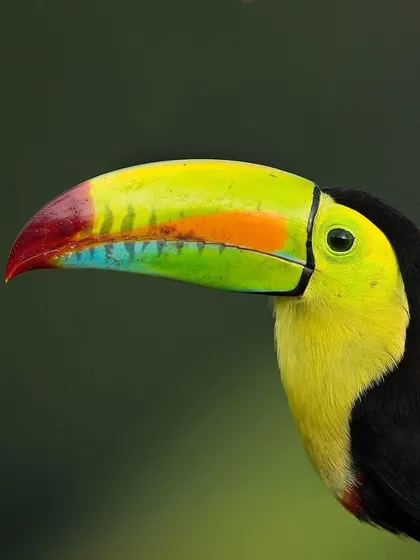 A close-up of a Keel-billed Toucan's beak, showcasing the incredible rainbow of colors that make it so iconic.