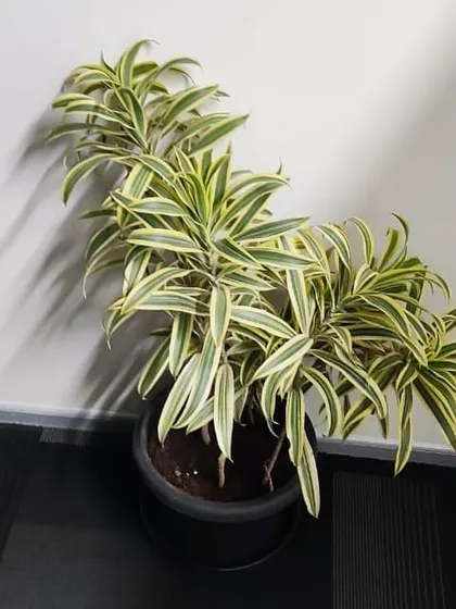 A large Dracaena 'Song of India' plant provided on a rental basis. Our rental service ensures your office always has beautiful, healthy plants without the hassle of maintenance.
