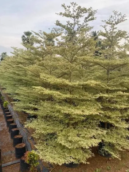 A row of Variegated Madagascar Almond trees (Terminalia mantaly 'Tricolor'). Their layered branches and light, variegated leaves create a beautiful effect.