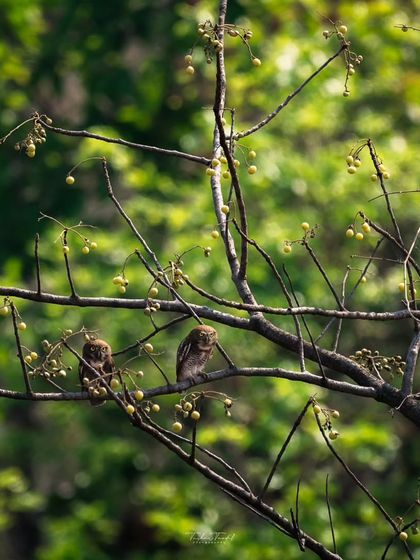 Avian Portraits: The Birds of India photo 16