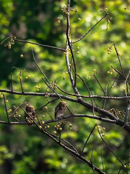 A pair of Jungle Owlets perched distantly among the branches. While not a close-up, this habitat shot tells the story of their place within the vibrant tapestry of the jungle.