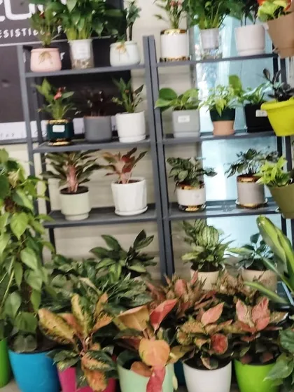 Another view of our diverse plant and planter collection available at our Star Bazaar outlet.