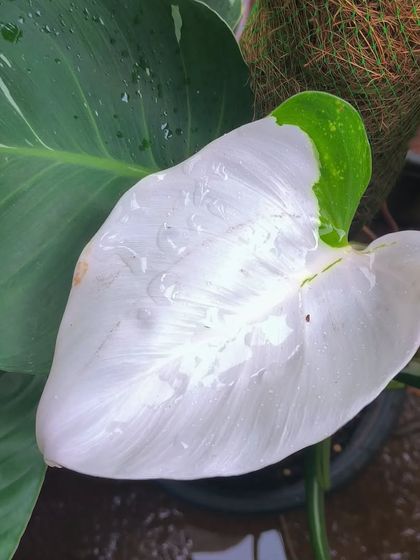 Rare & Collector's Plants photo 7