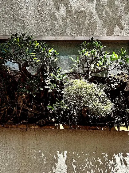 A different take on wall decor. We created this framed "plant painting" using bonsai trees and other small plants mounted on a wall, proving that you can have a garden in even the most unexpected places.