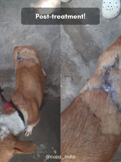 Cupa - Emergency Animal Rescue & Treatment Dog Rescue & Recovery Stories photo 41