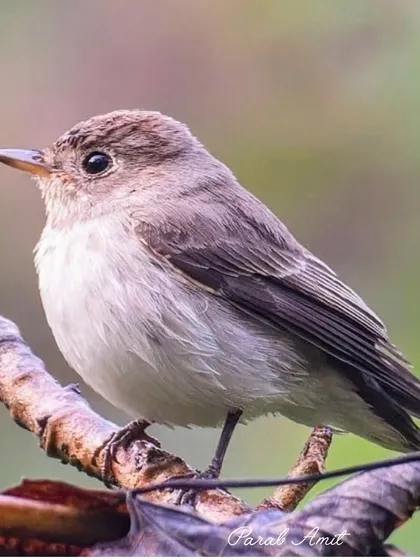 An Asian Brown Flycatcher, a small and subtle bird, perches on a branch. While not as flashy as its blue cousins, its gentle hues and nimble flight are a delight to watch in the woods.