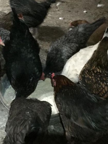 A variety of hens from the flock gathered around a feeder. It shows the mix of breeds that were available.