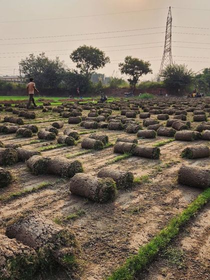 Delhi Gardner - Wholesale Plant & Turf Supply Natural Grass Turf: From Our Farm to Your Project photo 120