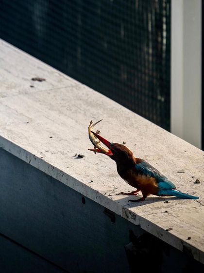 The final gulp. Capturing this urban wildlife drama was a reminder that the wild is all around us.