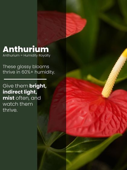 Anthuriums are humidity royalty. Their glossy red blooms thrive in moist air. We advise giving them bright, indirect light and frequent misting to see them flourish.