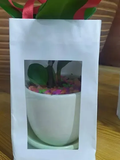 A wedding favor packaged in a white window bag, giving a peek at the plant and colorful pebbles inside.