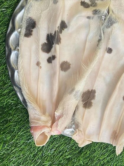 We offer raw goat ears with some hair on, which can be a natural dewormer and a good source of fiber for your dog's digestive system.
