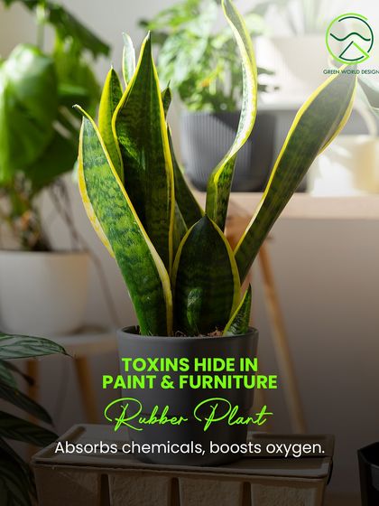 Toxins often hide in common materials like paint and furniture. The Rubber Plant is a robust and effective species for absorbing these chemicals and boosting oxygen levels in your space.