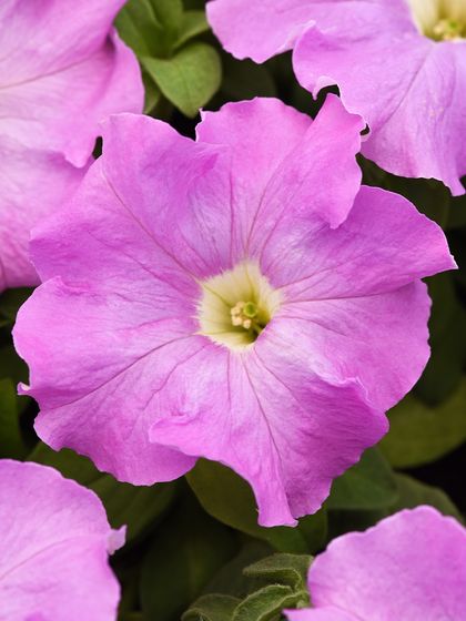 A soft lilac petunia, perfect for creating a calm and serene garden palette. These blooms crave daily sunlight to show off their gentle color.