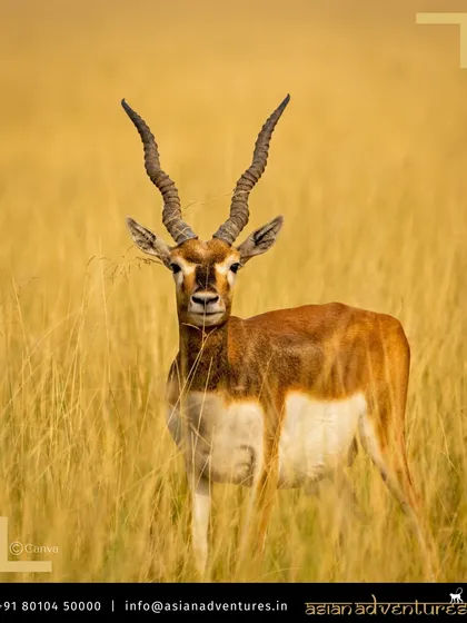 A magnificent Blackbuck antelope in the golden grasslands of Velavadar, Gujarat. This species is the main attraction at Tal Chhapar and a key sighting on our Gujarat wildlife tours.