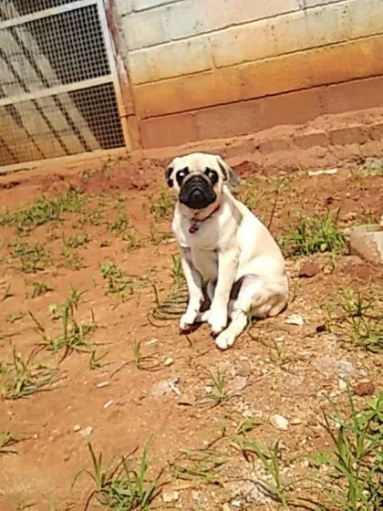 This little pug is enjoying the day at our Yelahanka facility. We ensure even our smaller guests feel safe and confident.