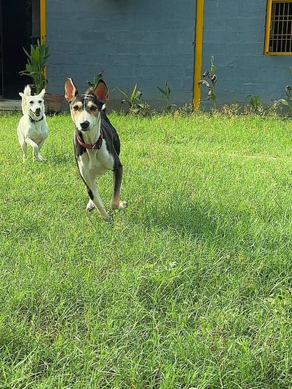 Cherry and Luna mid-run, with ears flying and tails wagging. This is the picture of pure, unadulterated doggy joy.