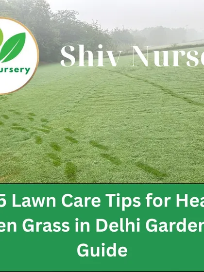 Footprints on a dewy lawn. Following my lawn care tips helps you maintain a lawn that's healthy and enjoyable.