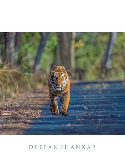 Framed as a fine art print, the intensity of this tiger's walk is amplified. The clean border focuses all attention on his powerful form and the story of his journey through the Terai forest.