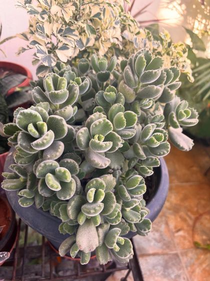 The Bear's Paw succulent (Cotyledon tomentosa) is one of my favorites. Its fuzzy, chubby leaves with little "claws" at the tips are just so adorable. It's a must-have for any succulent collector.