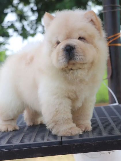 A beautiful shot of a cream-colored Chow Chow puppy in an outdoor setting. I make sure my puppies get fresh air and time to explore.