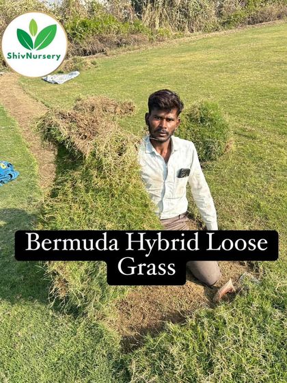 A worker gathering Bermuda Hybrid Loose Grass. This type is ideal for developing large farmhouses or public parks on a budget.