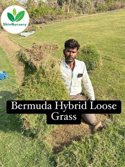 A worker gathering Bermuda Hybrid Loose Grass. This type is ideal for developing large farmhouses or public parks on a budget.
