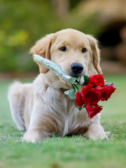 WoofWoof Stories - Pet Event Photography Festive & Themed Portraits photo 3