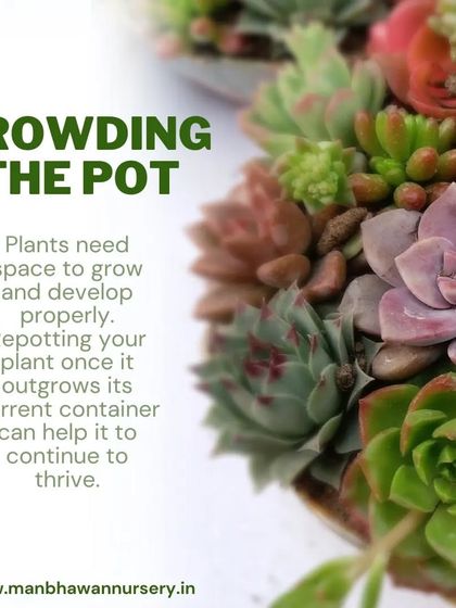 Succulents need space to grow. If you see them crowding the pot, it's time for repotting. This gives their roots room to expand and helps the plant continue to develop properly.