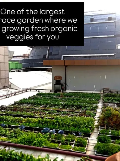 An expansive view of the terrace garden I created atop Select Citywalk mall in Delhi. This project demonstrates my ability to execute large, unconventional urban farming projects in commercial spaces.