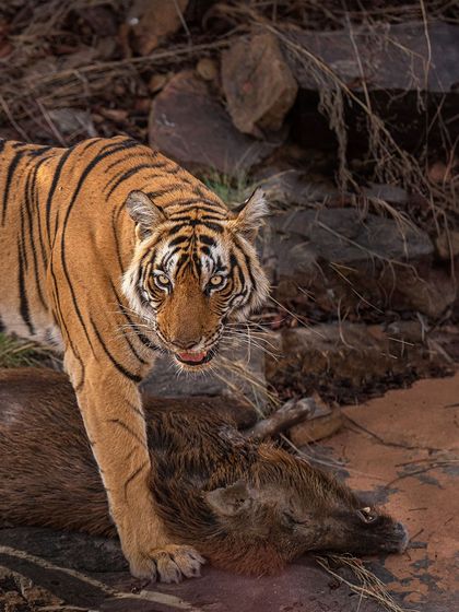 A tiger with its sambar deer kill. The direct eye contact from the tiger, even after the hunt, adds a layer of intensity and tells the viewer who is in charge.