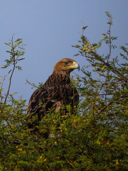 An Eastern Imperial Eagle perched in a treetop. Its powerful build and sharp beak are clearly visible, identifying it as a formidable bird of prey.
