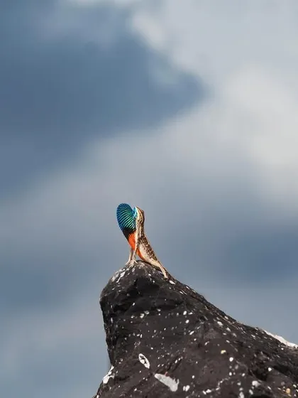A male Fan-throated Lizard displays against a stormy sky. This wide-angle shot captures not just the lizard's colorful display but also the dramatic atmosphere of the monsoon season in Maharashtra.