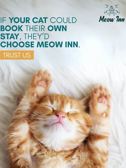 Meow Inn - Cat Hotel & Boarding Just for Fun photo 3