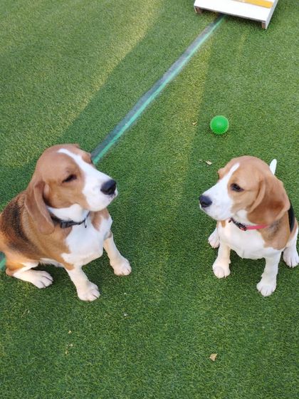 Aankho hi aankho me ishara ho gaya. These two Beagles are having a silent conversation over a little green ball.