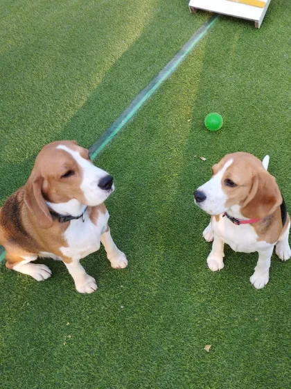 A moment of silent communication between two Beagles. It looks like a secret plan is being hatched.
