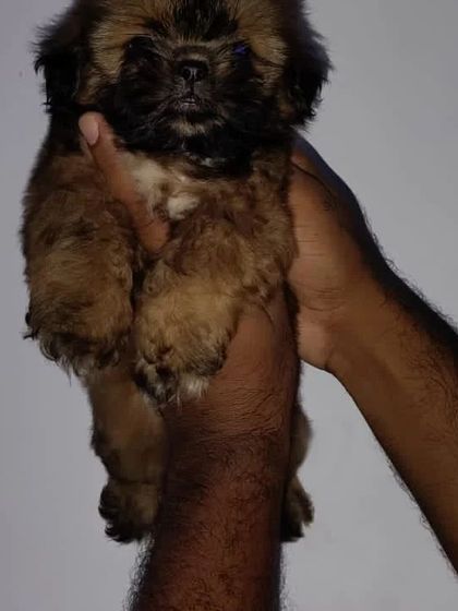 This is a honey-colored male Shih Tzu from an exotic litter. His unique coloring makes him stand out, and he has a sweet and loving nature.