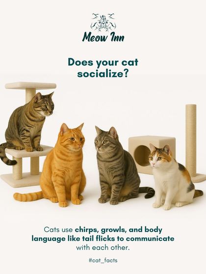 Meow Inn - Cat Lounge & Play Sessions Cat Care 101: Tips & Facts photo 4