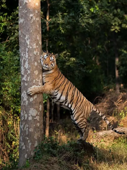 The mighty tiger M1 rises on his hind legs to claw-mark a tree in Kanha, an awe-inspiring display of strength.