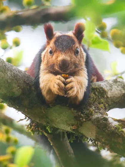 An Indian Giant Squirrel, also known as the Malabar Giant Squirrel, enjoys a fig in Tamil Nadu. Their vibrant, multi-colored fur makes them one of the most beautiful rodents in the world.