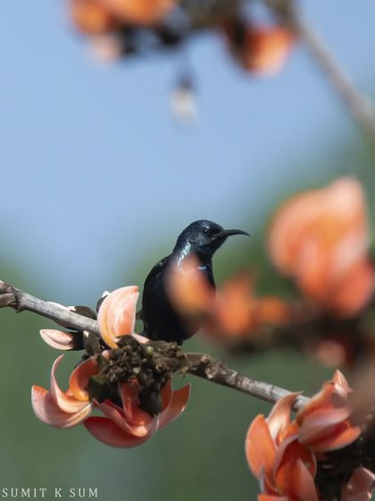 Another perspective of the Purple Sunbird and the Palash flowers, creating a dreamy, artistic composition.