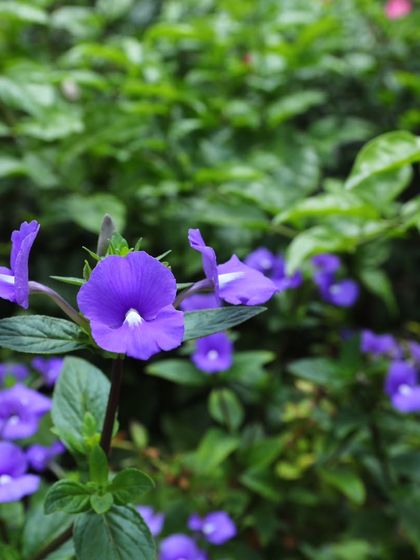 A macro shot of a single purple flower, showing the detail and health of the plants I provide.