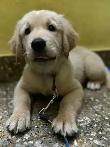 This adorable Golden Retriever puppy settled in so quickly. My home environment is designed to be calm and welcoming, helping even the youngest pups feel secure and comfortable from the moment they arrive for their pet boarding vacation.