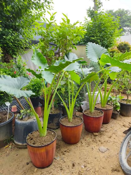 A row of Alocasia plants potted up and ready for sale. They create an instant tropical vibe.