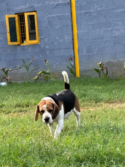 Paaku the Beagle exploring near the boarding house. His curiosity is a sign of a comfortable and confident dog.