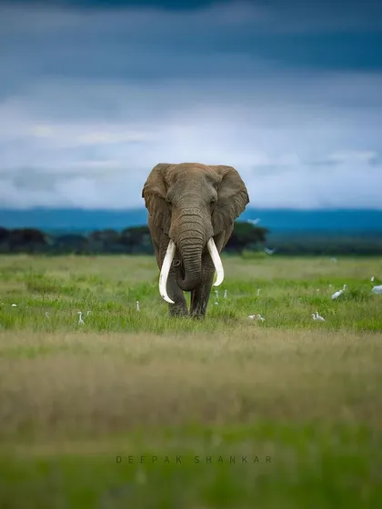 These images further celebrate the giants of Africa. From the gentle giants like giraffes and elephants to the striking patterns of zebras, each photo tells a story of life on a grand scale.