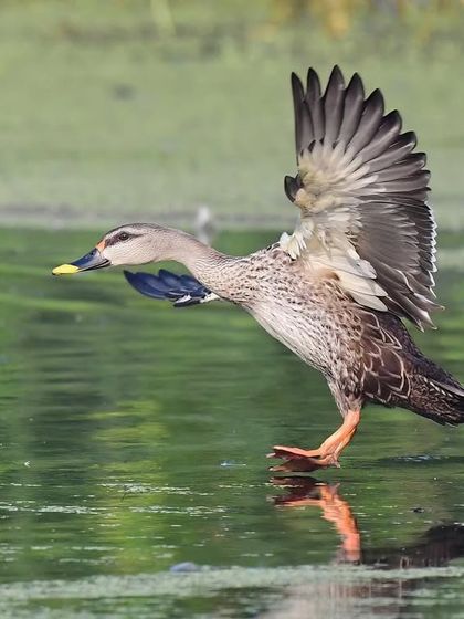 Avian Spectacles: Birds in Action & Repose photo 3