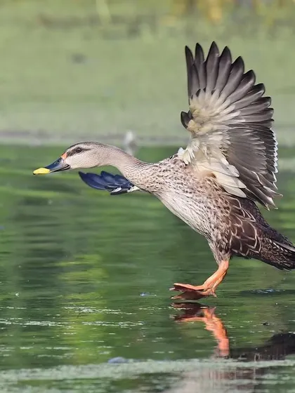An Indian Spot-billed Duck skims the water's surface as it lands. This action shot shows the transition from the medium of air to the surface of water, a critical moment of control.