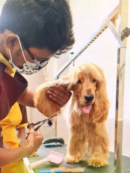 A steady hand and a sharp pair of scissors are essential for a perfect trim. Here, one of our expert groomers is carefully styling the long ears of a Cocker Spaniel.